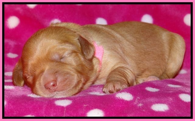 Cherie Blaze pups 1 wk old 31
