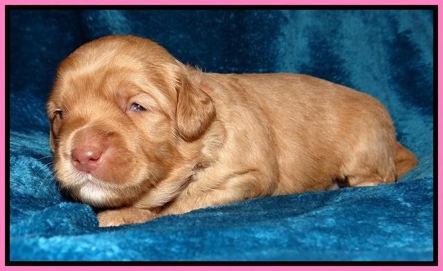 Cherie Blaze pups 2 wks old 21