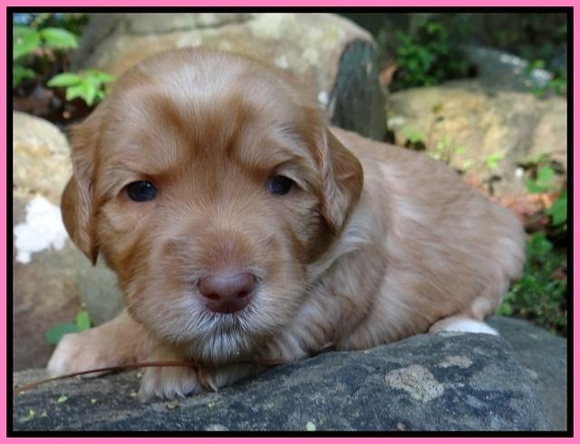 Cherie Blaze pups 3 wks old 11