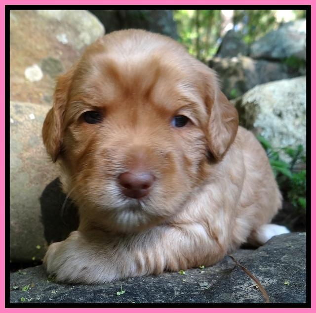 Cherie Blaze pups 3 wks old 21