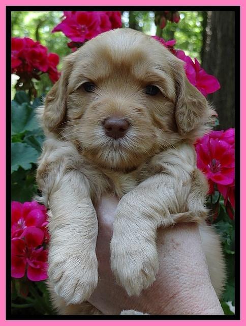 Cherie Blaze pups 4 wks old 11