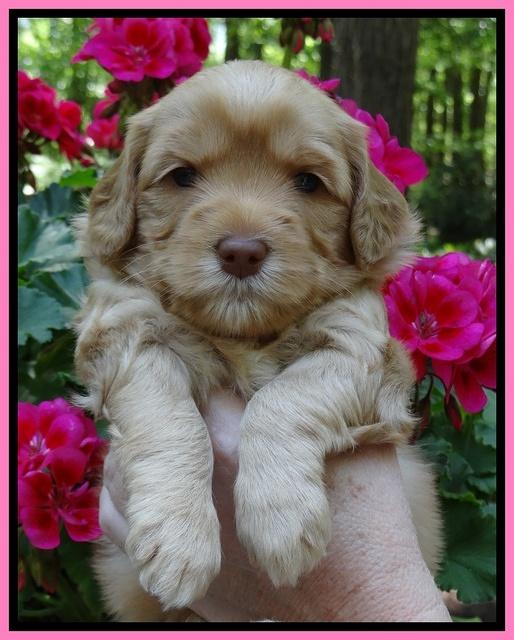 Cherie Blaze pups 4 wks old 21