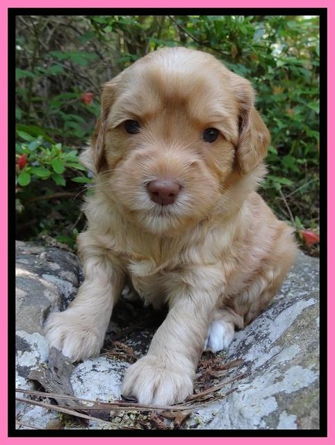 Cherie Blaze pups 4 wks old 31