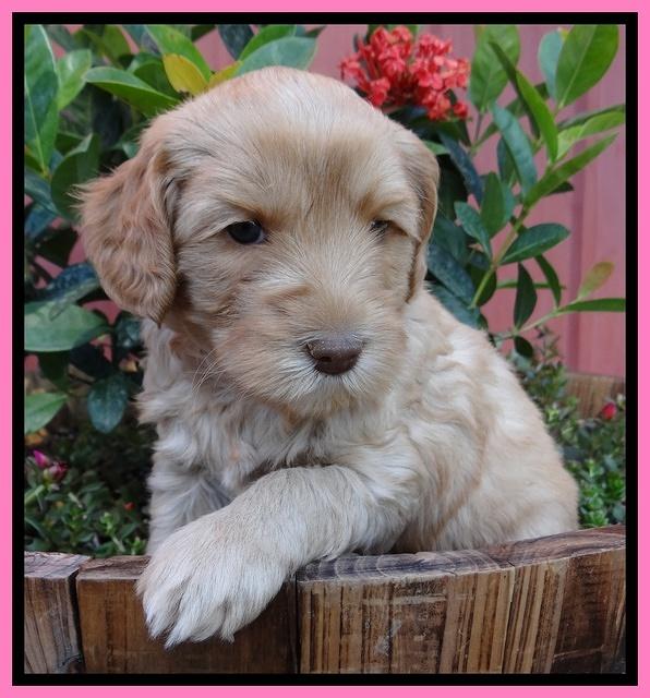 Cherie Blaze pups 5 wks old 41