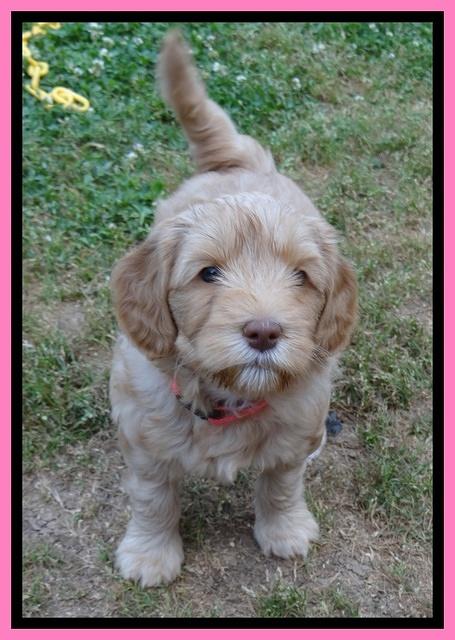 Cherie Blaze pups 6 weeks old 31