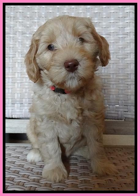 Cherie Blaze pups 7 weeks old 21