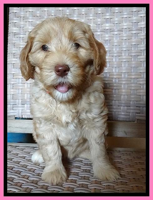 Cherie Blaze pups 7 weeks old 31