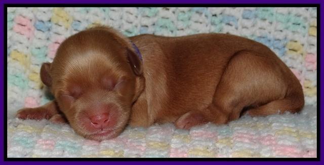 Cherie Blaze Newborn 21