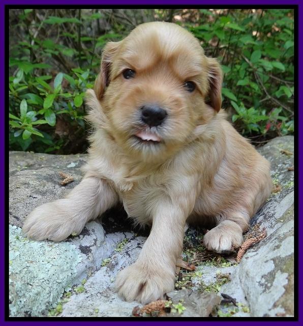 Cherie Blaze pups 3 wks old 51
