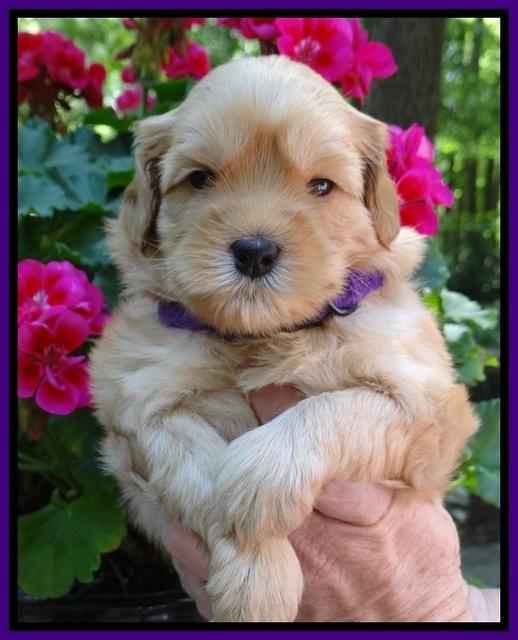 Cherie Blaze pups 4 wks old 61