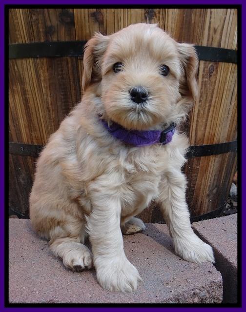 Cherie Blaze pups 5 wks old 61