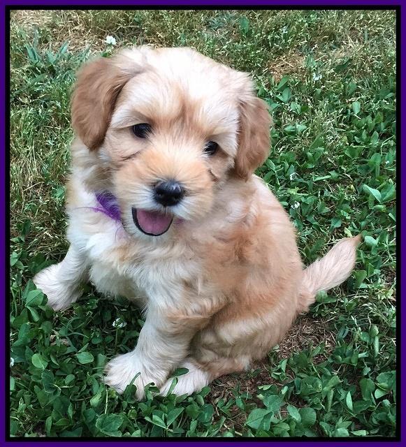 Cherie Blaze pups 6 weeks old 61