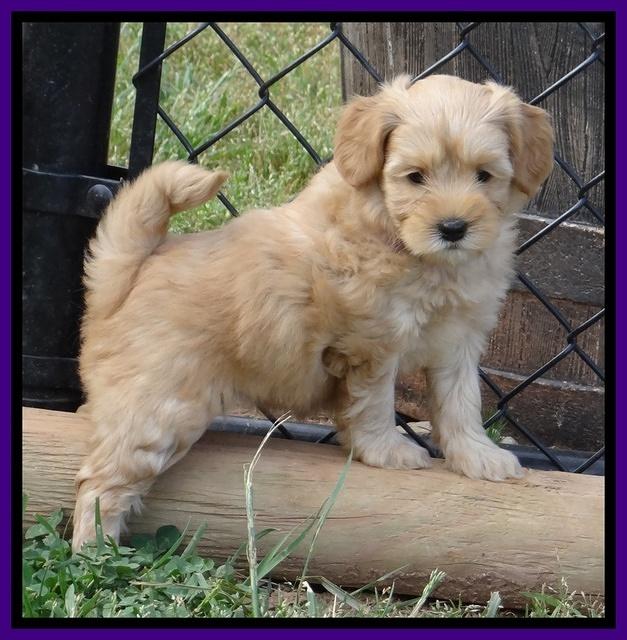 Cherie Blaze pups 6 weeks old 71