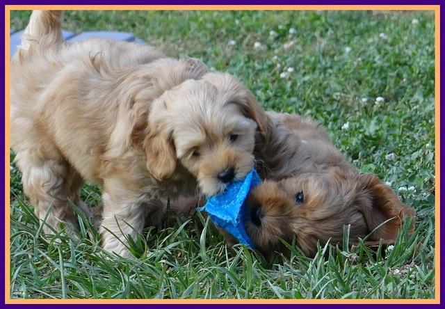 Cherie Blaze pups 7 weeks old 101