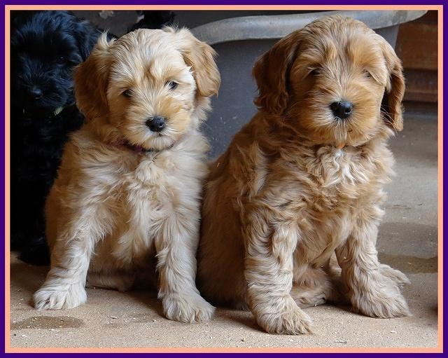 Cherie Blaze pups 7 weeks old 111