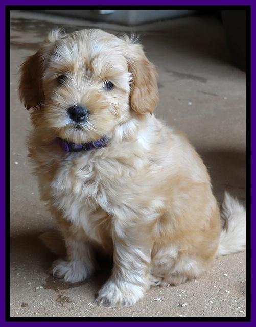 Cherie Blaze pups 7 weeks old 81