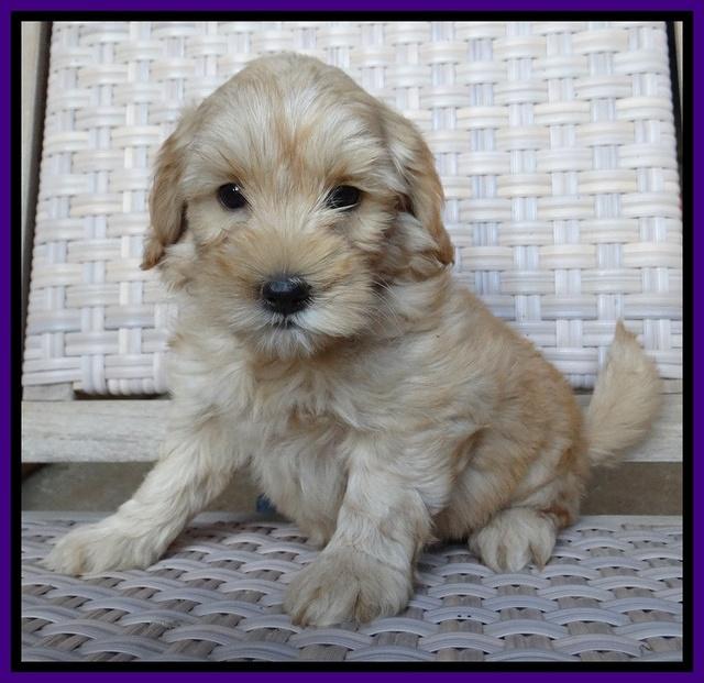 Cherie Blaze pups 7 weeks old 91