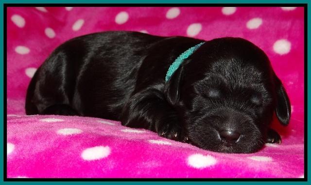 Cherie Blaze pups 1 wk old 91