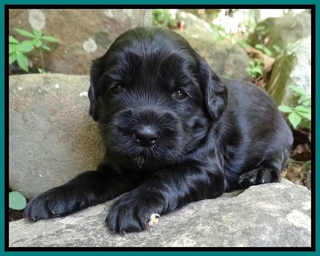 Cherie Blaze pups 3 wks old 111