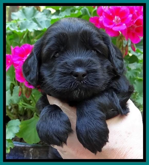 Cherie Blaze pups 4 wks old 101