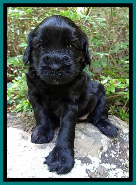 Cherie Blaze pups 4 wks old 121