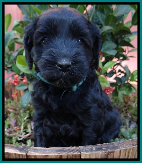 Cherie Blaze pups 5 wks old 111