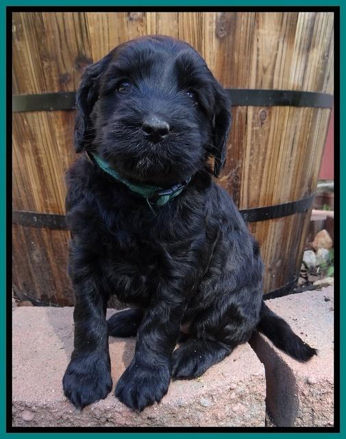 Cherie Blaze pups 5 wks old 141