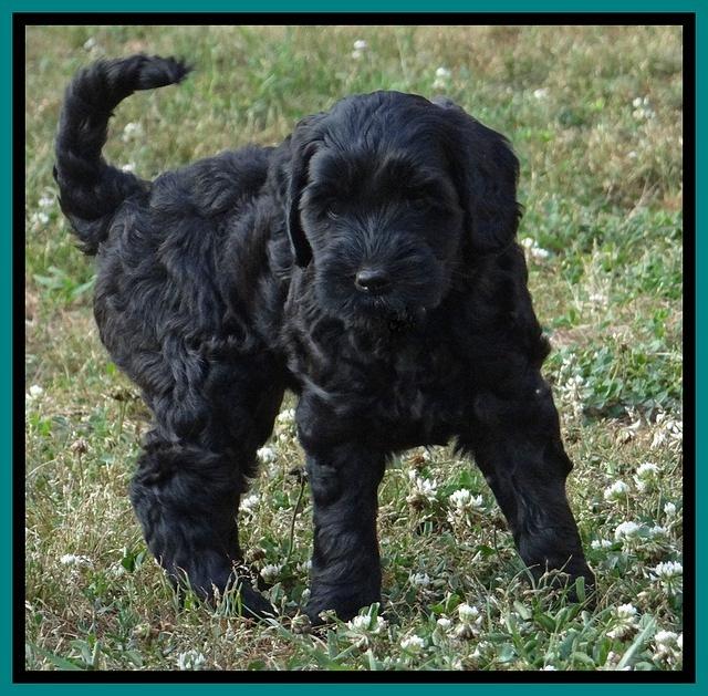 Cherie Blaze pups 7 weeks old 131