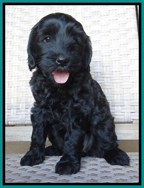 Cherie Blaze pups 7 weeks old 151