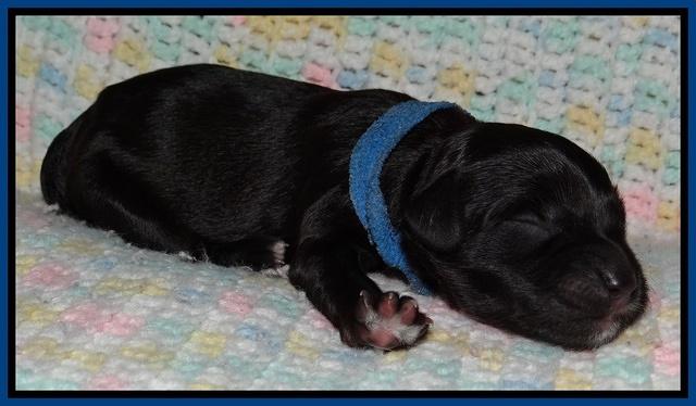 Cherie Blaze Newborn 41