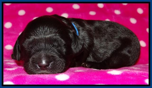Cherie Blaze pups 1 wk old 101