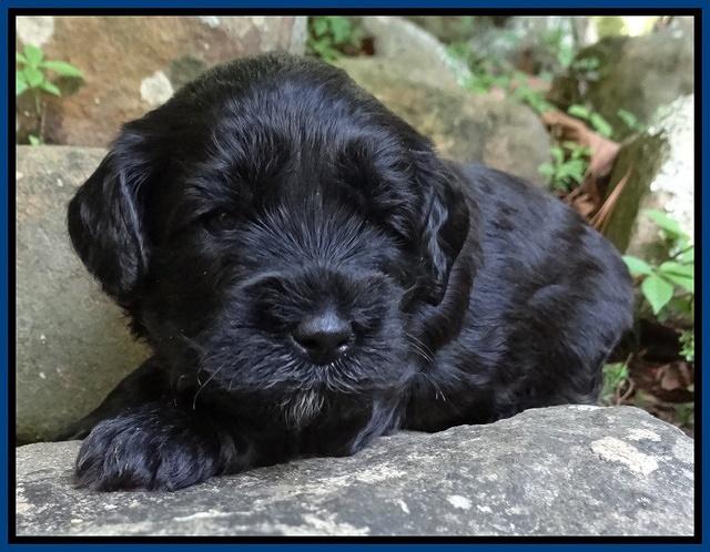 Cherie Blaze pups 3 wks old 121