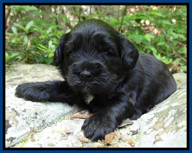 Cherie Blaze pups 3 wks old 171