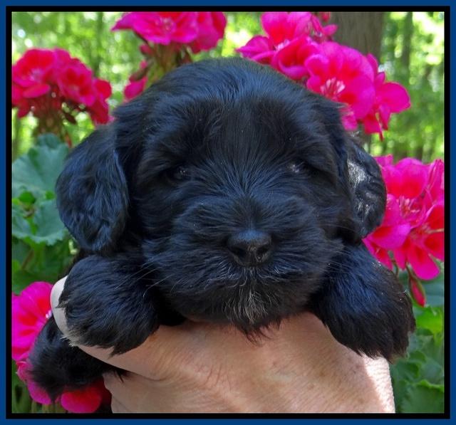 Cherie Blaze pups 4 wks old 141