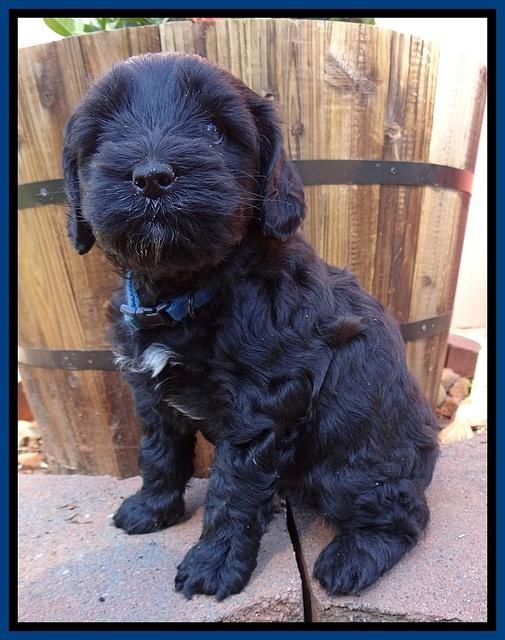 Cherie Blaze pups 5 wks old 161