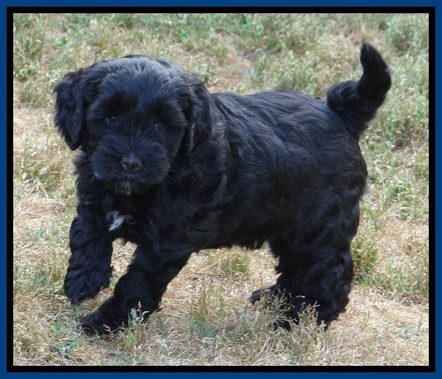 Cherie Blaze pups 6 weeks old 131