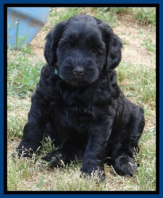 Cherie Blaze pups 6 weeks old 151