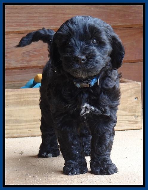 Cherie Blaze pups 7 weeks old 191