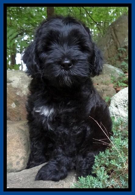 Cherie Blaze pups 8 wks old 201