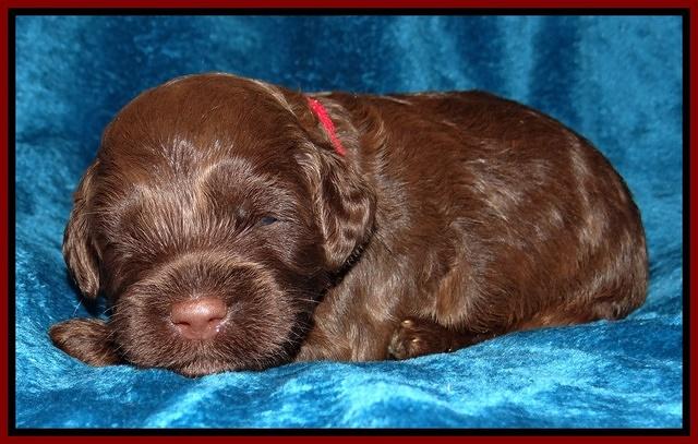 Cherie Blaze pups 2 wks old 101