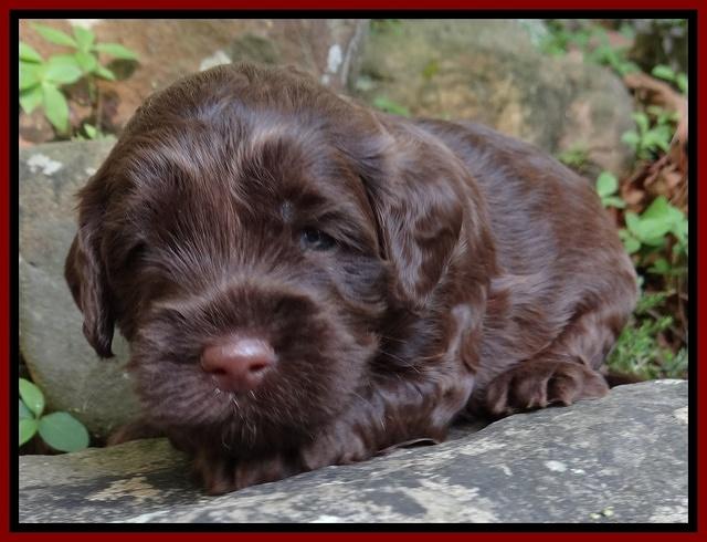 Cherie Blaze pups 3 wks old 181