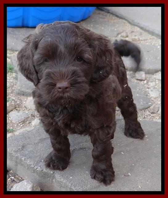 Cherie Blaze pups 6 weeks old 181