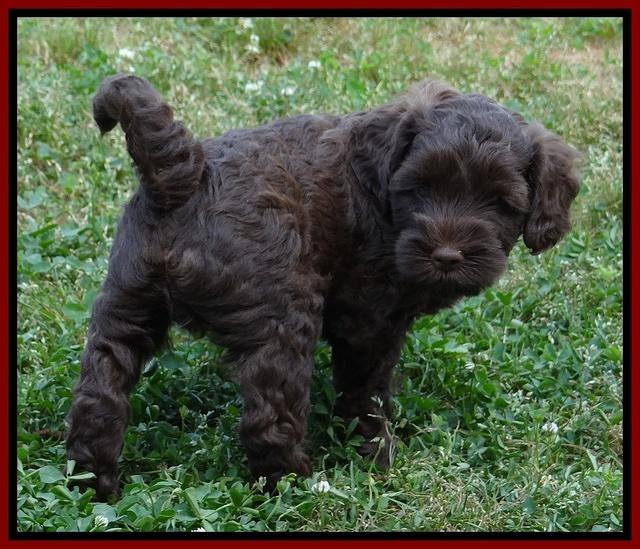 Cherie Blaze pups 6 weeks old 191