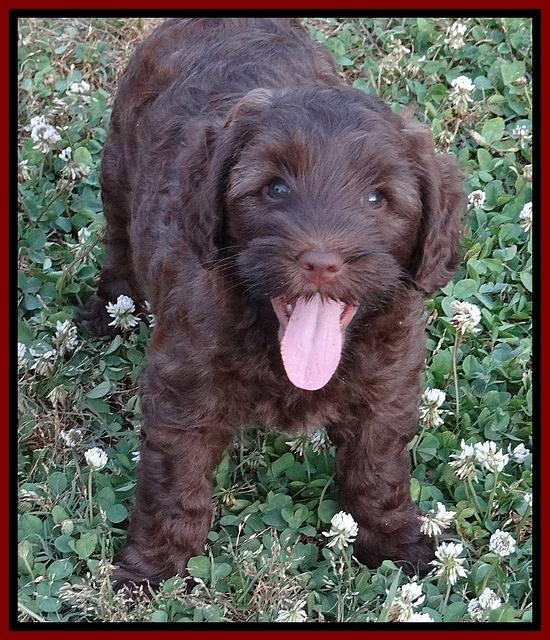 Cherie Blaze pups 7 weeks old 261
