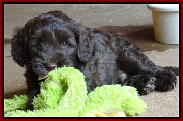 Cherie Blaze pups 7 weeks old 271