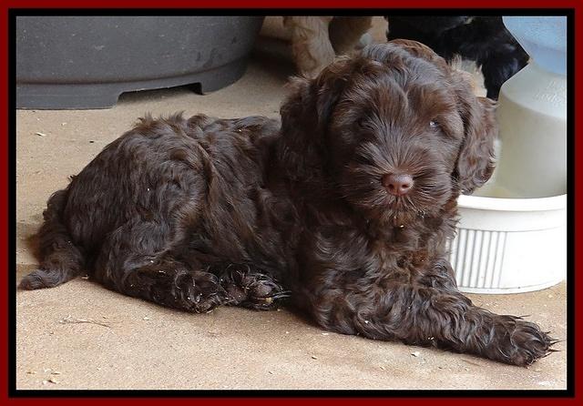 Cherie Blaze pups 7 weeks old 291