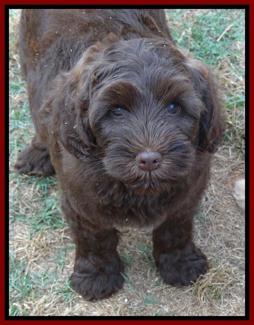 Cherie Blaze pups 8 wks old 271