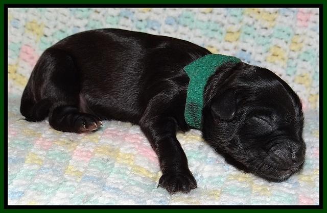 Cherie Blaze Newborn 71