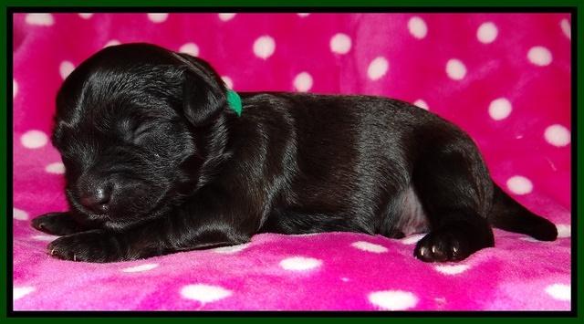 Cherie Blaze pups 1 wk old 161