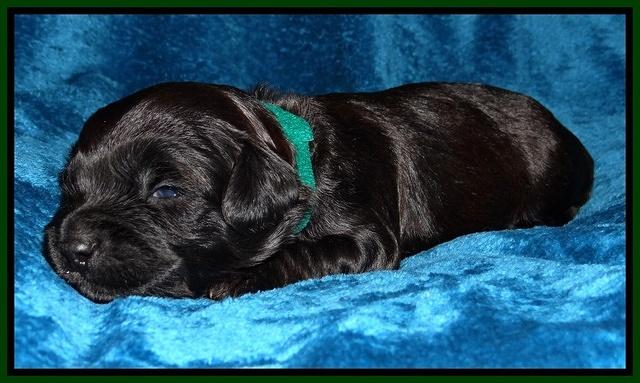 Cherie Blaze pups 2 wks old 131